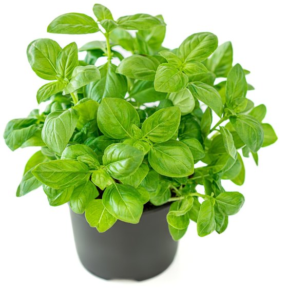 Fresh 9-inch basil plant in a pot with vibrant green leaves, ideal for cooking, gardening, and fresh herbs.